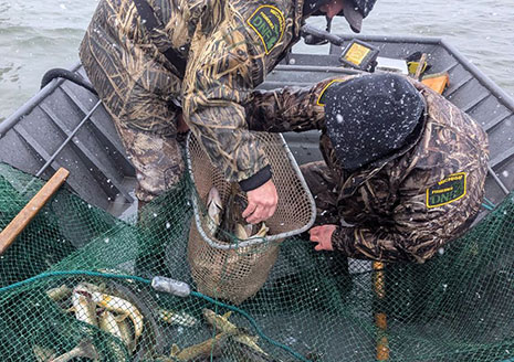 Stocked Walleyes Appear to be Doing Well in Gun Lake